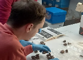 Jornadas de presentación de Investigaciones en el museo