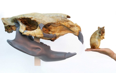 Nueva especie de roedor fósil: Josephoartigasia monesi